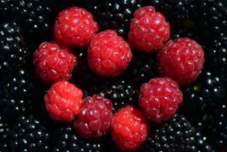 Himbeeren und Brombeeren